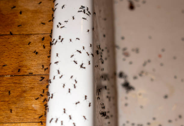 Best Residential Pest Control  in Buellton, CA